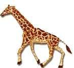 giraffe_0001