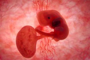 Embryo-17-Tage