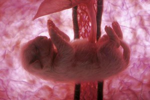 Embryo-60-Tage